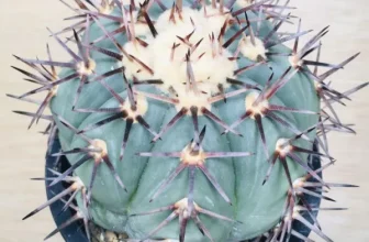 サボテン エキノカクタス 太平丸 雷帝 Echinocactus horizonthalonius