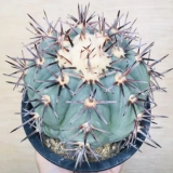 サボテン エキノカクタス 太平丸 雷帝 Echinocactus horizonthalonius